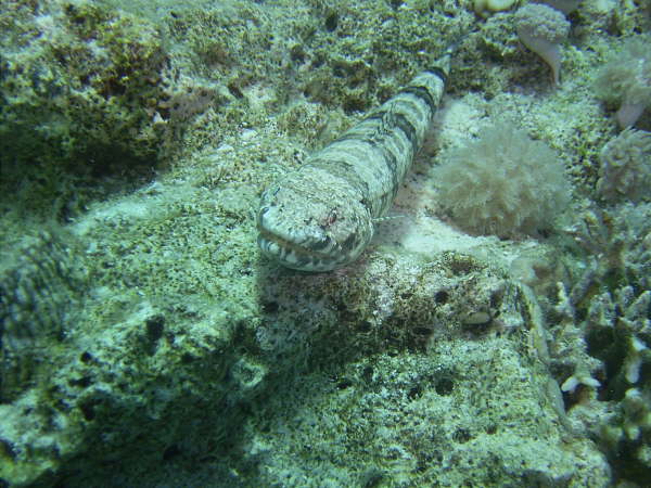 Andy_el_gouna_2005 005